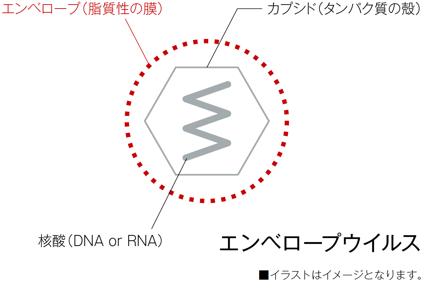 エンベロープウイルス